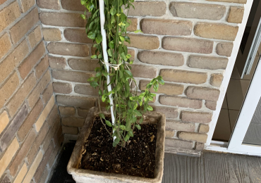 Planta decorativa