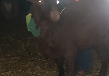 Schimb tapi murciano granadina