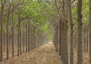 Paulownia material săditor de calitate și rezistent